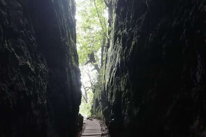 Ribeiro Frio - Portela - Levadas, plants, and birds: the guide makes the forest make sense