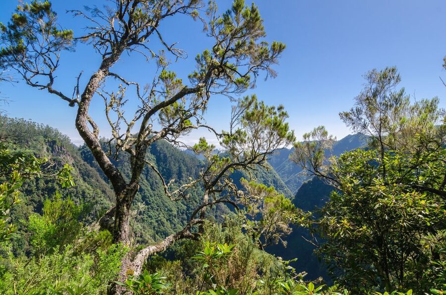 Ribeiro Frio / Portela - Levada Walk - Lamaceiros Views: Porto da Cruz and Eagle Rock From Far Below
