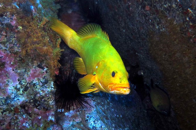 Scuba Diving Experience in Madeira - Key things I’d zero in on before you book