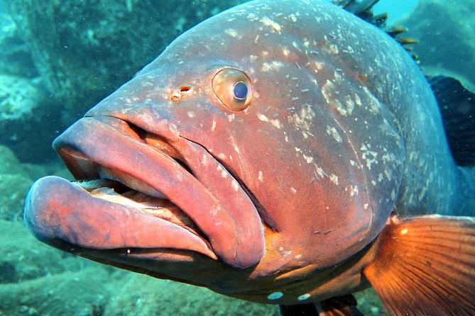 Scuba Diving Experience in Madeira - Your real open-water sea session near Madeira: what it’s like at 12 m