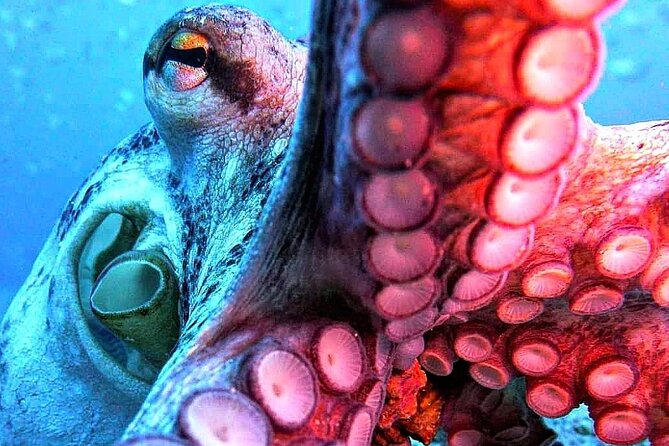 Scuba Diving Experience in Madeira - Equipment, instructors, and the small group advantage