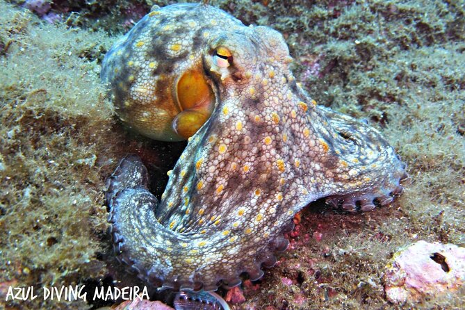 Scuba Diving Experience in Madeira - Underwater life you can look forward to off Funchal