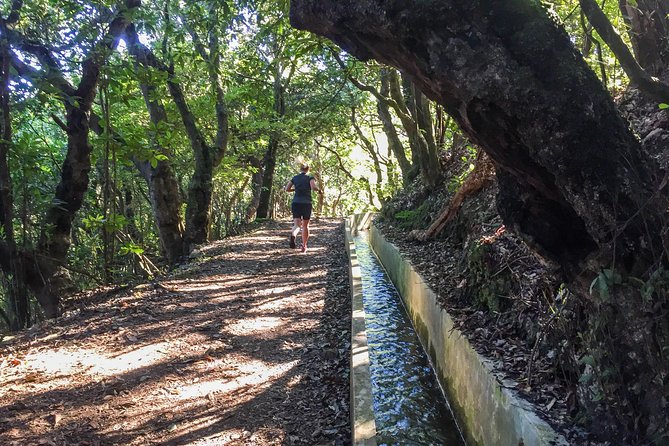 Sea 2 Mountain Running Tour (Moderate-Hard) - Price and logistics in Funchal, what your money buys