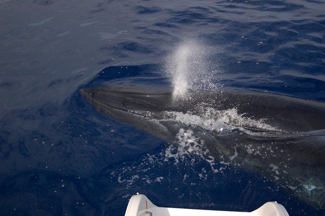 Seaborn Catamaran trips - Why Madeira by catamaran feels special from Funchal Marina