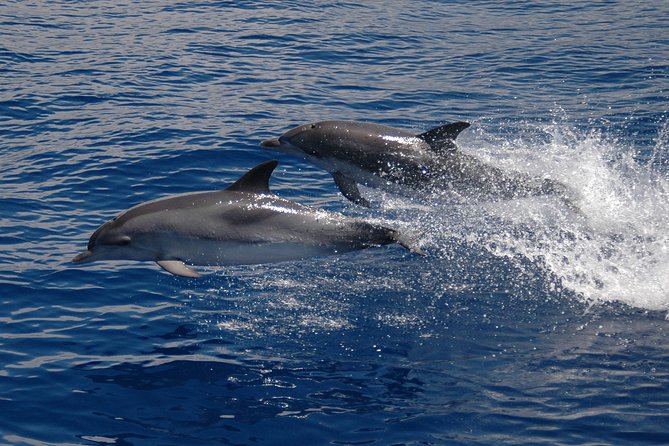 Seaborn Catamaran trips - Who should book this Seaborn catamaran, and who should skip it