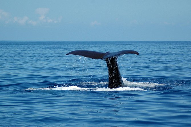 Seaborn Catamaran trips - Responsible marine time: rubbish clean-up and respectful wildlife viewing