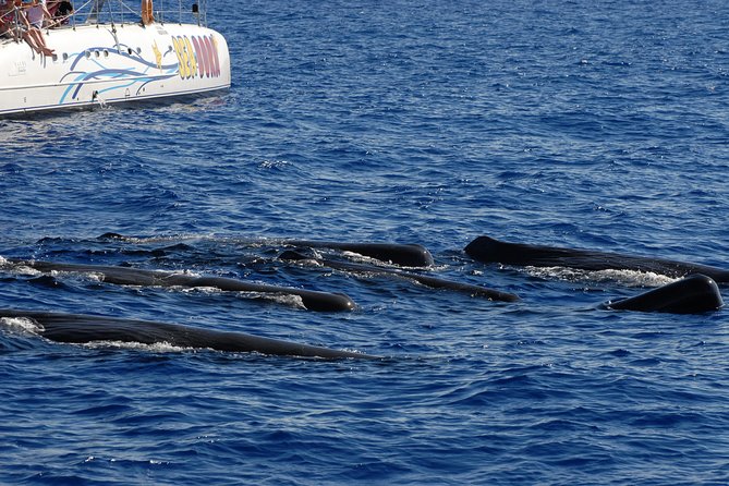 Seaborn Catamaran trips - Wildlife spotting in Madeira: dolphins, whales, turtles, and realistic odds