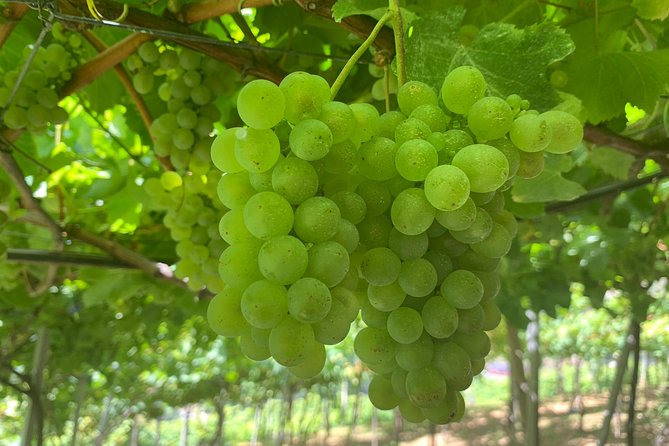 Signature Wine Tastings, Skywalk, Nature 4x4 Open Roof Expedition - Sao Vicente Vineyards: Where the Wine Story Turns Real