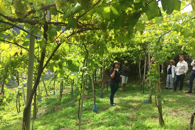 Signature Wine Tastings, Skywalk, Nature 4x4 Open Roof Expedition - Camara de Lobos and the Madeira Wine Lodge: Fishing Village to Fortified Pours