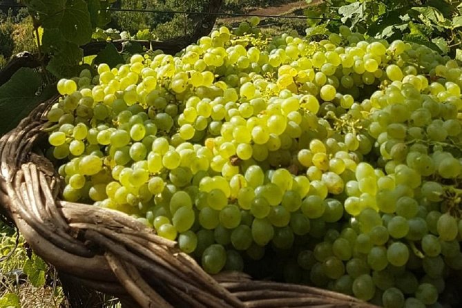 Signature Wine Tastings, Skywalk, Nature 4x4 Open Roof Expedition - Timing, Weather, and Why This Is a Full 7.5 Hours