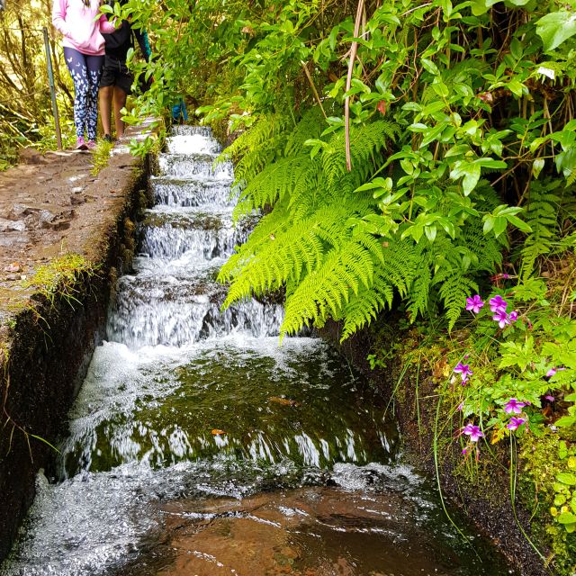 Small Group Walks Rabaçal 25 Fontes - Getting to the walk: pickup and the easy start from Madeira’s east and west