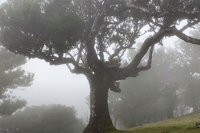 Small Group West Tour Waterfalls & Fanal Forest Tour - Stop 2: Cabo Girão, Europe’s high cliff views