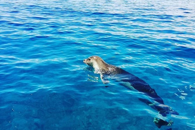 Snorkelling Trip at Ponta de São Lourenço Protected Area - Group size of up to 12: why it feels less chaotic