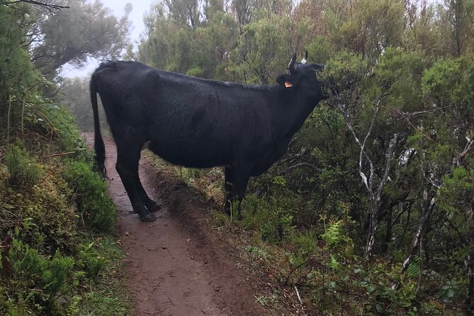 Twenty-Five Fountains Levada walks (private) - Weather matters more than you think on this Madeira walk