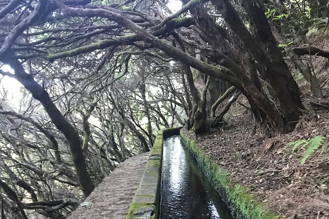 Twenty-Five Fountains Levada walks (private) - What you learn in the Laurissilva forest (fauna, flora, and levada context)