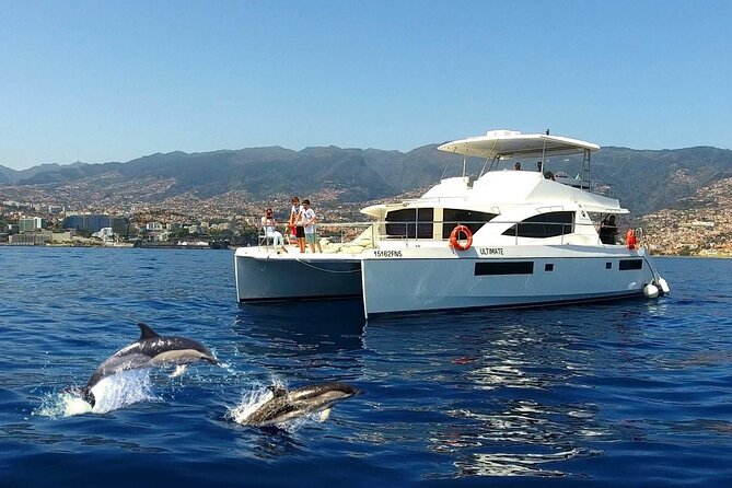 VipDolphins Luxury Whale Watching - Key points to know before you go