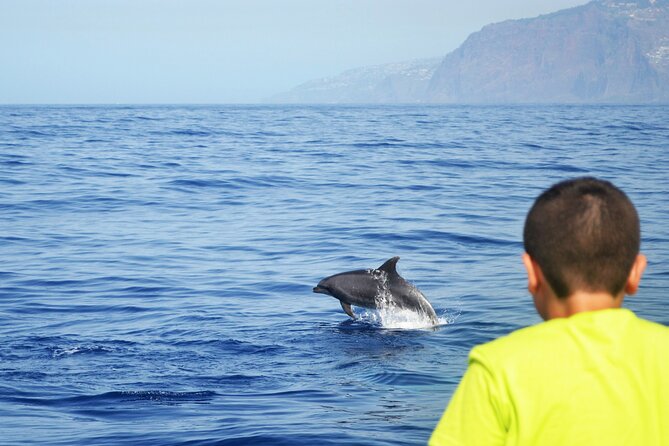VipDolphins Luxury Whale Watching - Sailing out: spotting dolphins and pilot whales the practical way