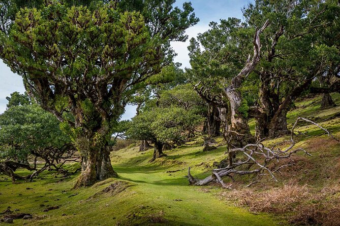 Walk - Levada of Alecrim - Key Highlights You’ll Feel the Moment You Start