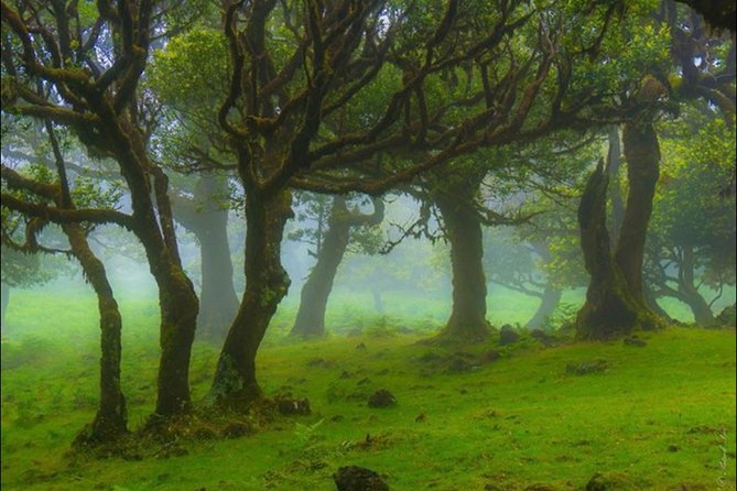 West Madeira 4x4 Tour with Local Guide - Price and value: what $111.31 really buys you