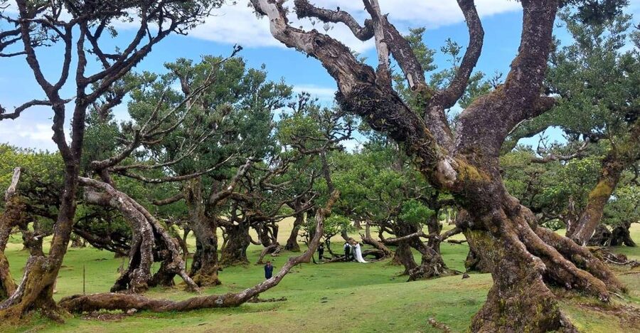 West Madeira:, Laurel Forest, Waterfall, Rock Pools, Walk - How West Madeira Packs Big Views Into One 8-Hour Day