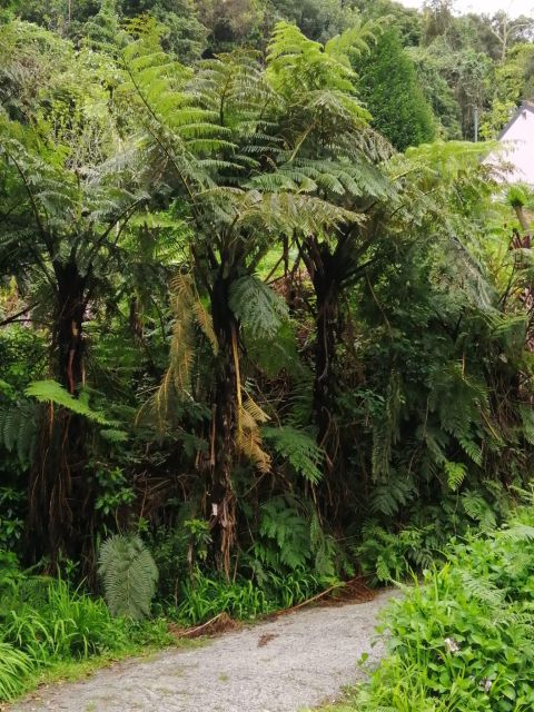 West Madeira:, Laurel Forest, Waterfall, Rock Pools, Walk - Price and Value: What $37 Buys You in Real Terms