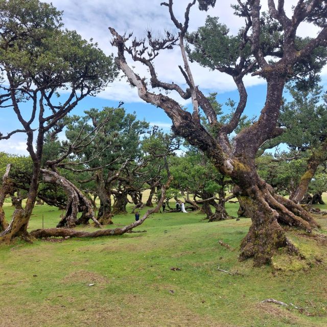 West Madeira:, Laurel Forest, Waterfall, Rock Pools, Walk - Starting in Funchal and Warming Up With Câmara de Lobos