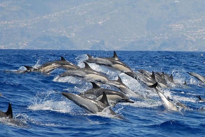 Whale and Dolphin Watching in Calheta, Madeira Island - Key highlights worth your time