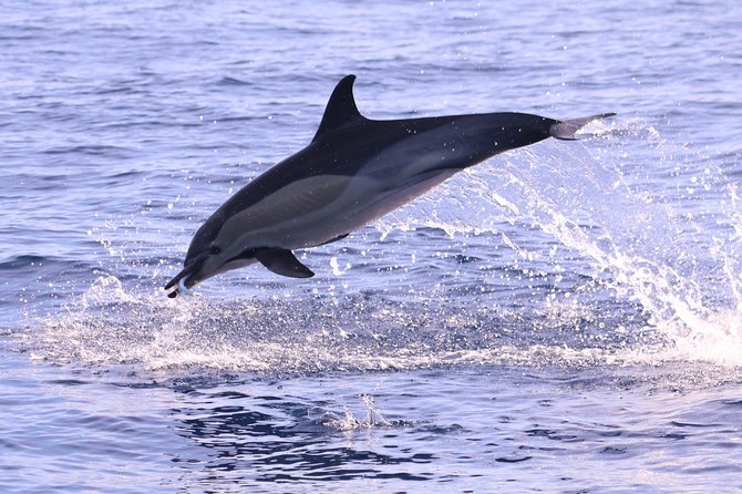 Whale and Dolphin Watching in Calheta, Madeira Island - How Madeira’s spotter system boosts your chances of whales