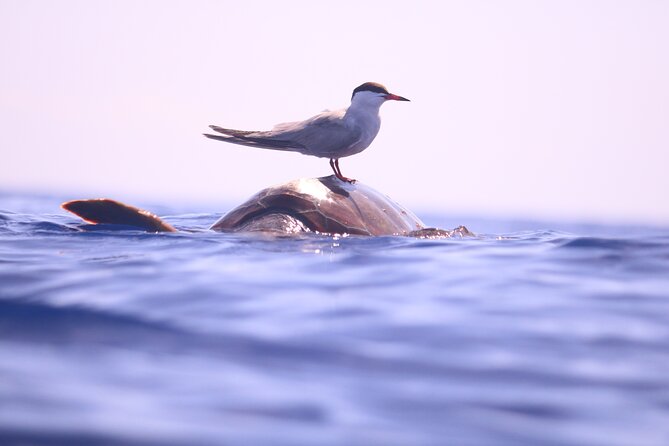 Whale and Dolphin Watching in Calheta, Madeira Island - Wildlife you may see in Calheta waters