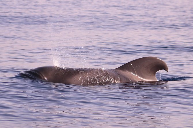 Whale and Dolphin Watching in Calheta, Madeira Island - The crew style: respecting animals while still letting you see them