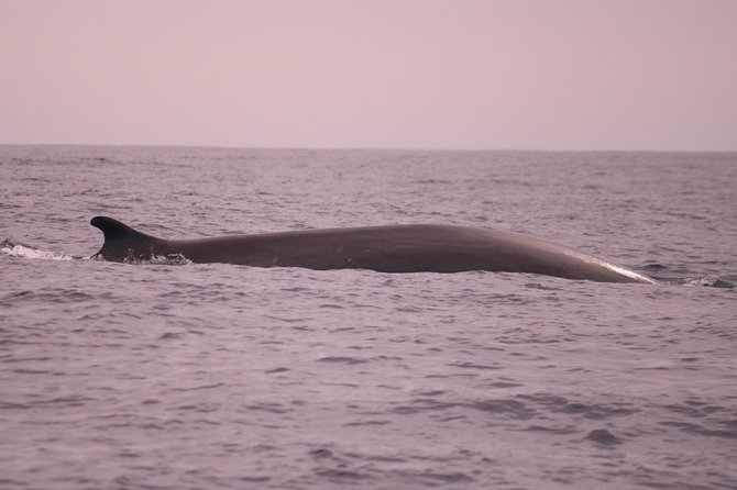 Whale and Dolphin Watching in Calheta, Madeira Island - Price and value: what you get for about $72.56