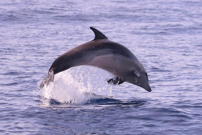 Whale and Dolphin Watching in Calheta, Madeira Island - Who should book this Calheta whale and dolphin trip?