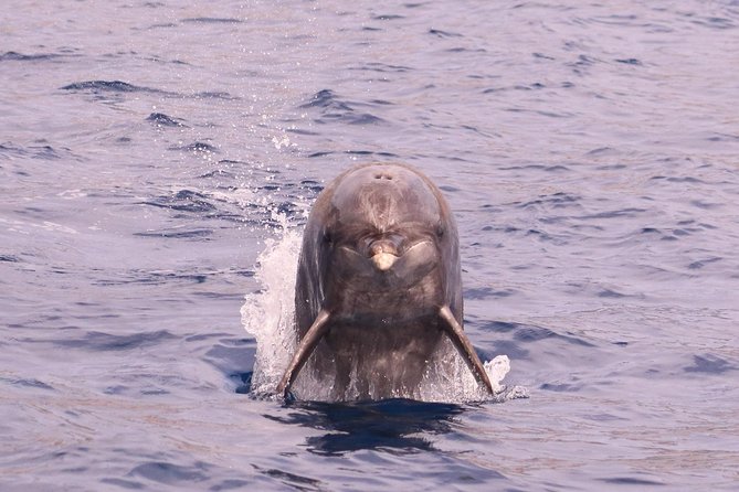 Whale and Dolphin Watching in Calheta, Madeira Island - Should you book H2O Madeira in Calheta?