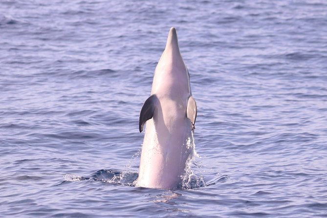 Whale and Dolphin Watching in Calheta, Madeira Island - What the 2-hour RIB experience feels like on the water