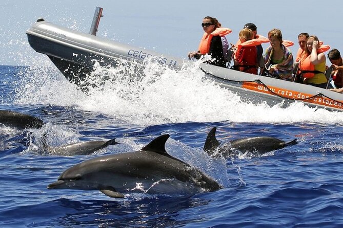 Whale and Dolphin Watching Tour from Funchal - Key things I’d focus on before you go