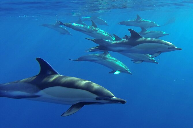 Whale and Dolphin Watching Tour from Funchal - Madeira whale and dolphin watching from Funchal, what you’re really buying