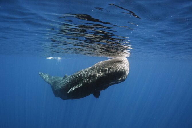Whale and Dolphin Watching Tour from Funchal - Snorkelling time and the dolphin-swim question you should confirm