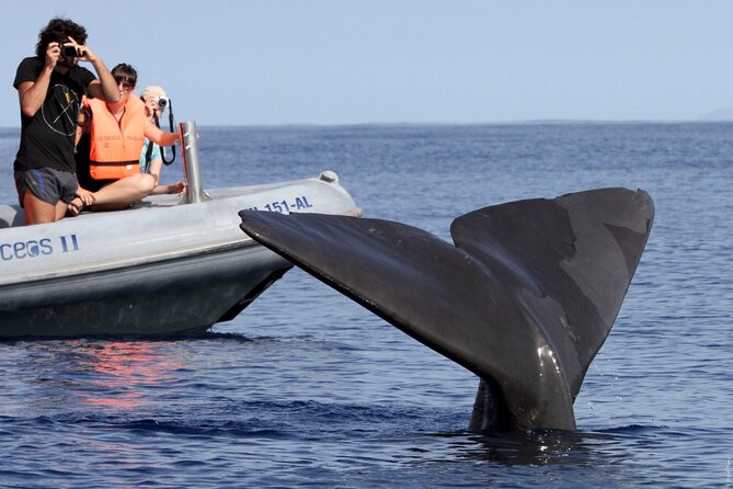 Whale and Dolphin Watching Tour from Funchal - The second spotting trip guarantee, how it changes your risk