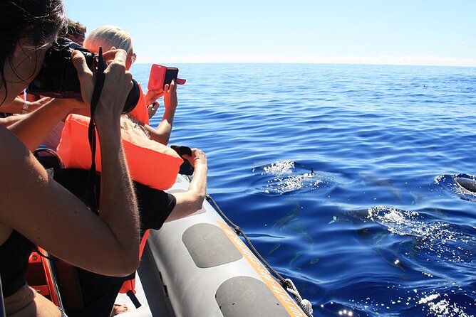 Whale and Dolphin Watching Tour from Funchal - Guides, safety, and respectful wildlife watching