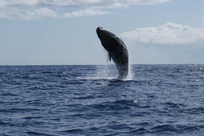Whale and Dolphin Watching Tour from Funchal - Timing, group size, and what to wear on sea days