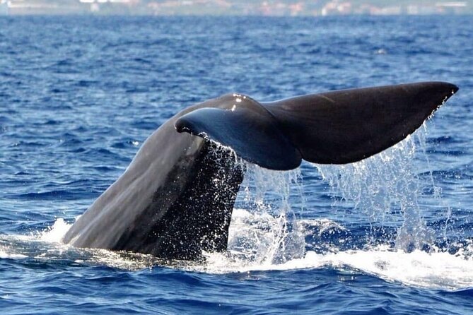Whale and Dolphin Watching Tour from Funchal - On the water: your route off Rota dos Cetáceos and how spotting works