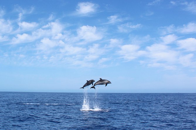 Whale and Dolphin Watching Tour in Madeira - Key things to know before you go
