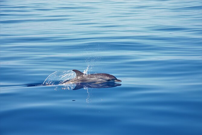 Whale and Dolphin Watching Tour in Madeira - What happens on board before spotting starts
