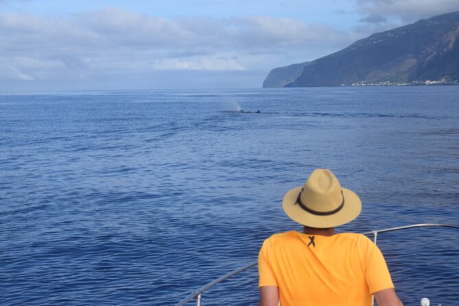 Whale and Dolphin Watching Tour in Madeira - Wildlife viewing in the Atlantic: what you can and cannot expect