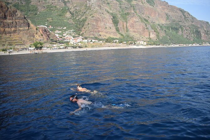 Whale and Dolphin Watching Tour in Madeira - Price and value: why $83.44 can still feel like a win