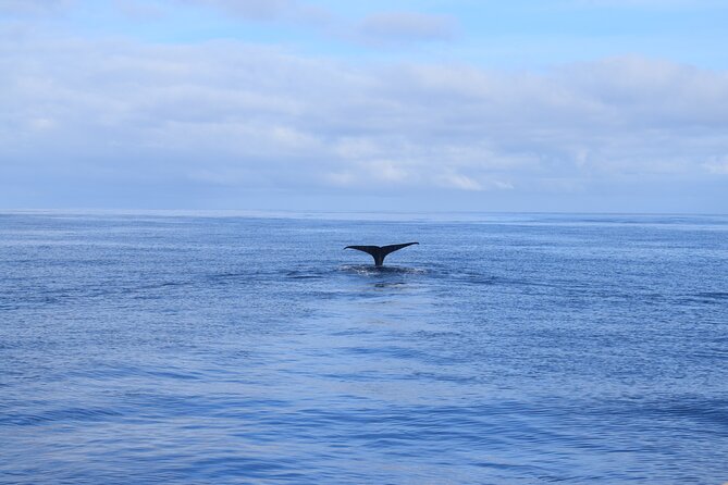 Whale and Dolphin Watching Tour in Madeira - Departures, sunset option, and the smartest time to go