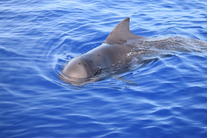 Whale and Dolphin Watching Tour in Madeira - Who this tour is best for, and who should adjust expectations
