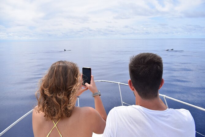Whale and Dolphin Watching Tour in Madeira - The coastline cruise, warm water, and your swim-and-snorkel window