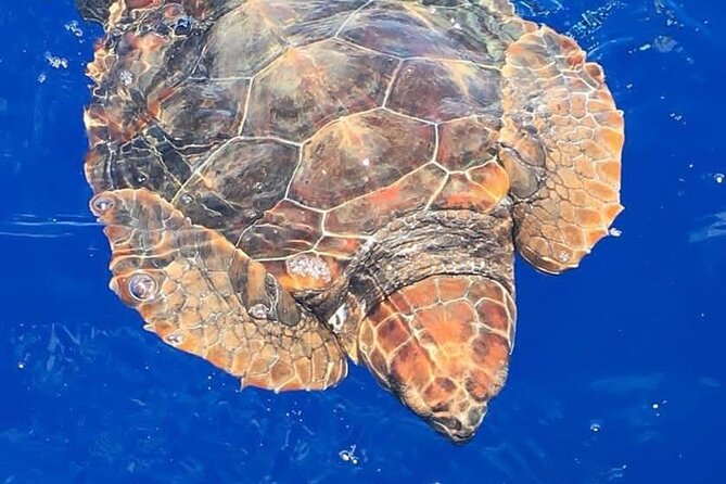 Whale & Dolphin Watching in Madeira - Quick hits before you go