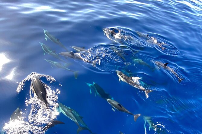 Whale & Dolphin Watching in Madeira - Entering the Madeira Sea Emotions experience in Caniçal